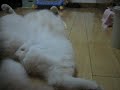 mocchi being hypnotized