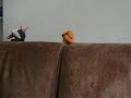 blije knuffels blije knuffels