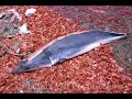 Stop shark finning