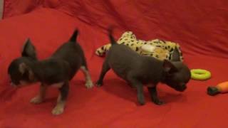 Продаются Чудные мальчишки!!!!