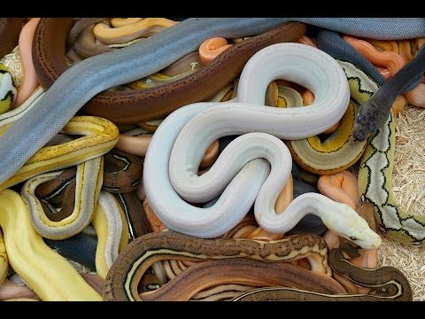 YouTube reptile video