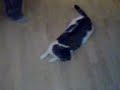 lucky spielt