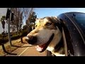 Video: California Dogs In Cars