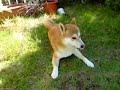柴犬動画