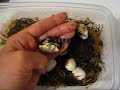 Snakes Hatch Snakes Hatch