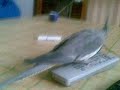 cochita che gioca con il telecomando
