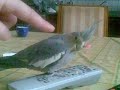 cochita che gioca con il telecomando