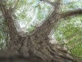 Humid-Vicarious (Nick Parker, Nina Laderoute, David Baron, Chris Stupak