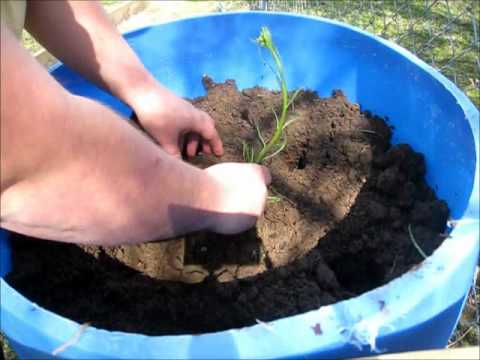 how to replant horseradish