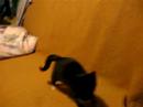 funny kitten #376573