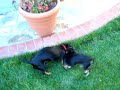 Chihuahua Jean Pierre VS. Dachshund Lightning Dog Fight!!! Chihuahua Jean Pierre VS. Dachshund Lightning Dog Fight!!!
