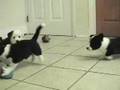 わんこ vs にゃんこ