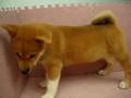 07/02 柴犬 shiba -母幼犬-日新犬舍