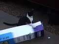 The early cats catch the adventure.