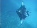 Swimming With The Manta Rays