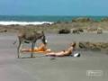 Burro (excitado)