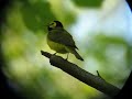 Hooded Warbler Hooded Warbler
