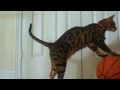 Amazing Cat Tricks By Kaiser The Bengal