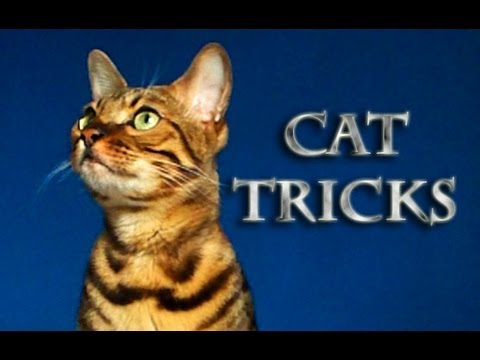 how to train bengal cats