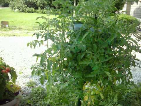 how to fertilize upside down tomatoes