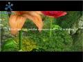 Ragnarok Online Assassin Story