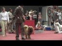 Multi Puppy BIS AYRAN HONG'S RED PASSION - CAMPARI