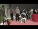 Multi Puppy BIS AYRAN HONG'S RED PASSION - CAMPARI