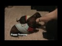Training The Weiner Dogs, Or At Least Trying Training The Weiner Dogs, Or At Least Trying