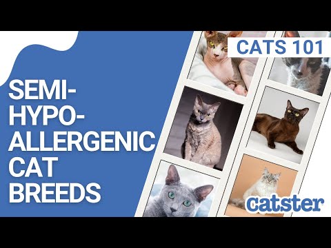 CAT BREED GUIDE: 14 Hypoallergenic Cats | Excited Cats
