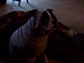 Boston Terrier video