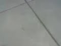 gallina invisibile sclero a la spezia delirio crazy chicken