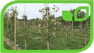 The swiss pants pear is blooming in full summer