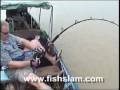 The largest Giant freshwater stingray brace ever captured whilst fishing in Thailand