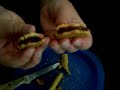 alien autopsy #2