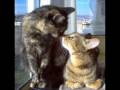 clip video Linda Ronstadt Por Un Amor (for A Love)