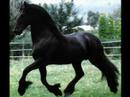 frison mon reve... frison mon reve...
