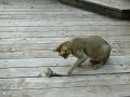 Chausie, Caught Bird in Pen 3
