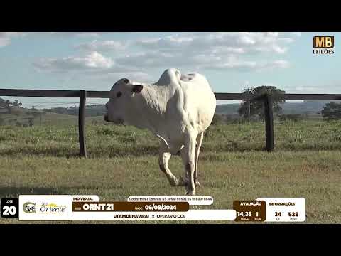 1� LEIL�O PRODU��O FAZENDA ORIENTE