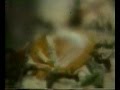 Tool using in ants (Uso de instrumentos en las hormigas)