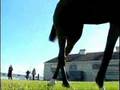 Barbaro walking - When exepected to leave hospital in 2007