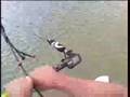 Speed Kitesurfing Sandy Point - Helmet Cam