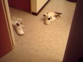 mis pekes jejejeje