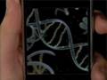 International Barcode of Life: creating a searchable index of every species o...