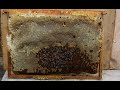 Видео - Что делать с рамками на которых присутствует прошлогодний мед? - Пчеловодство для начинающих