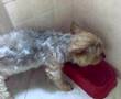 cane arrabbiato che protegge la sua pappa