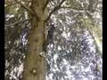 Guy climbs down tree a branch falls