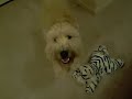 Winston the Wheaten Terrier with his Zebra Tiger