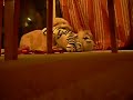 Winston the Wheaten Terrier with his Zebra Tiger Winston the Wheaten Terrier with his Zebra Tiger