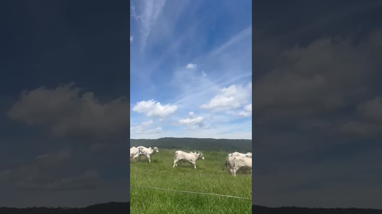 OFERTA DE GADO - GARROTES - UBERABA MG