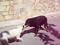 Bull terrier vs Beauceron